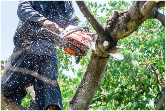 tree services Citrus City